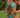 *Live Exclusive*  Blue Bibiscus HoakaxClaudia Set